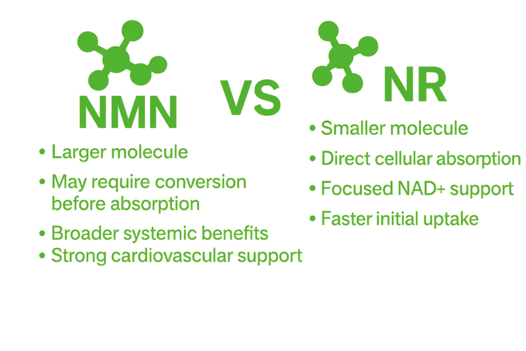 NMN VS NR explained